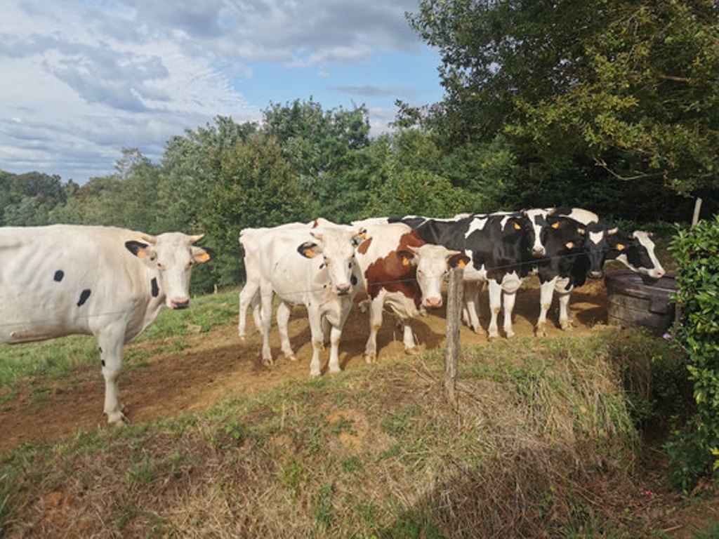 Visite de la ferme de Lorthe : vaches laitière ...
