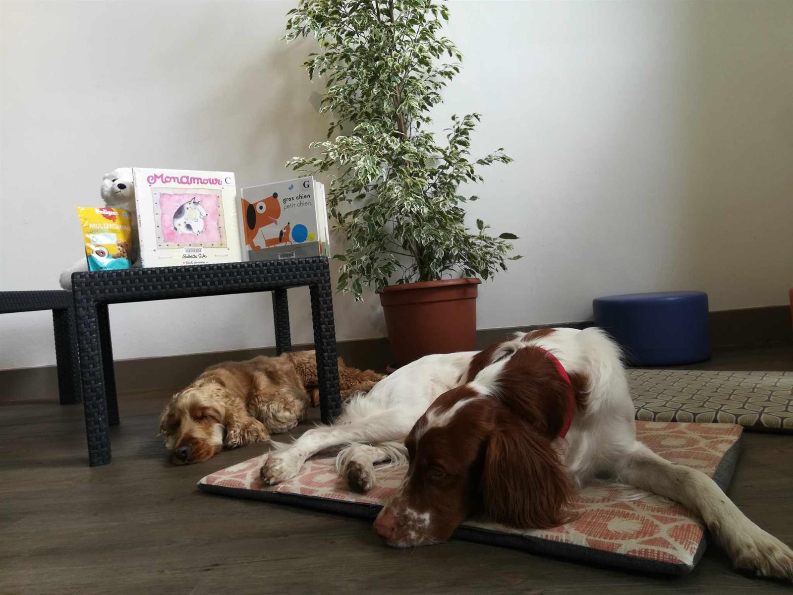 Lire avec les chiens