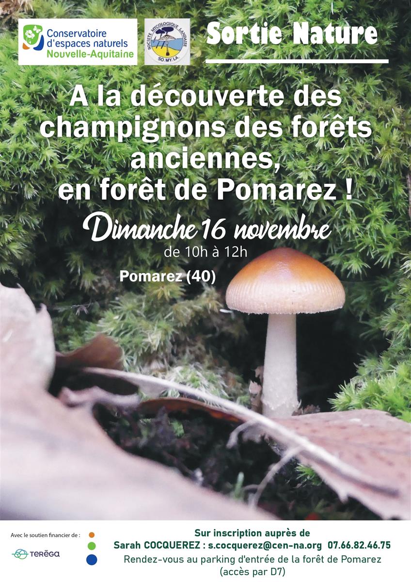 Sortie nature : A la découverte des champignon ...