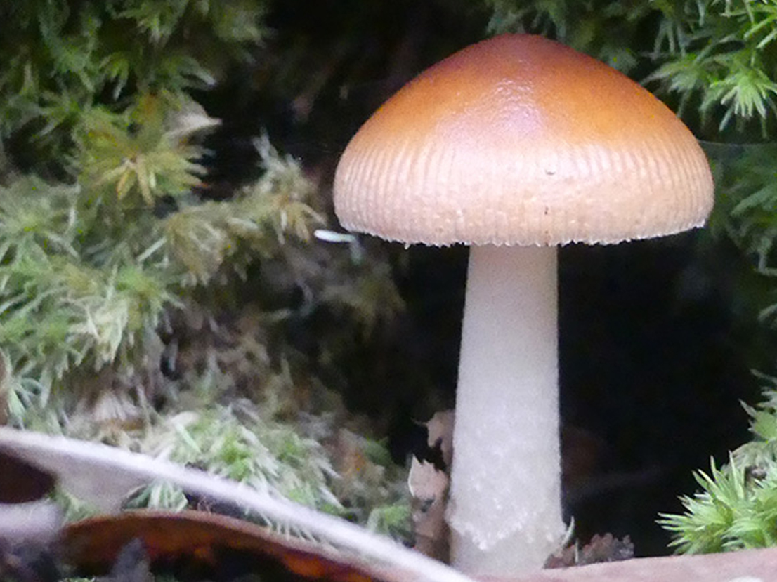 A la rencontre de nos arbres