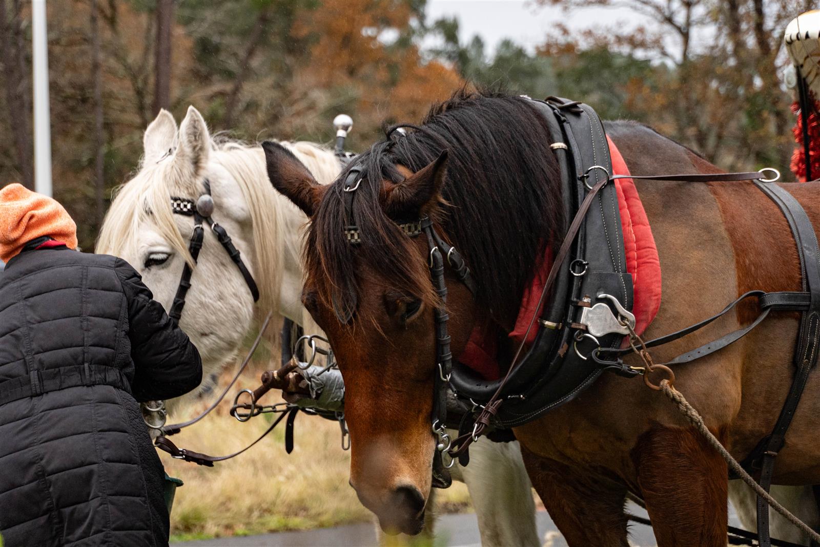 Balades à poney ● Noël 2025