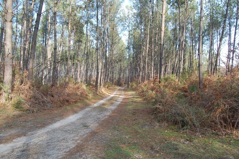 Randonnée pédestre