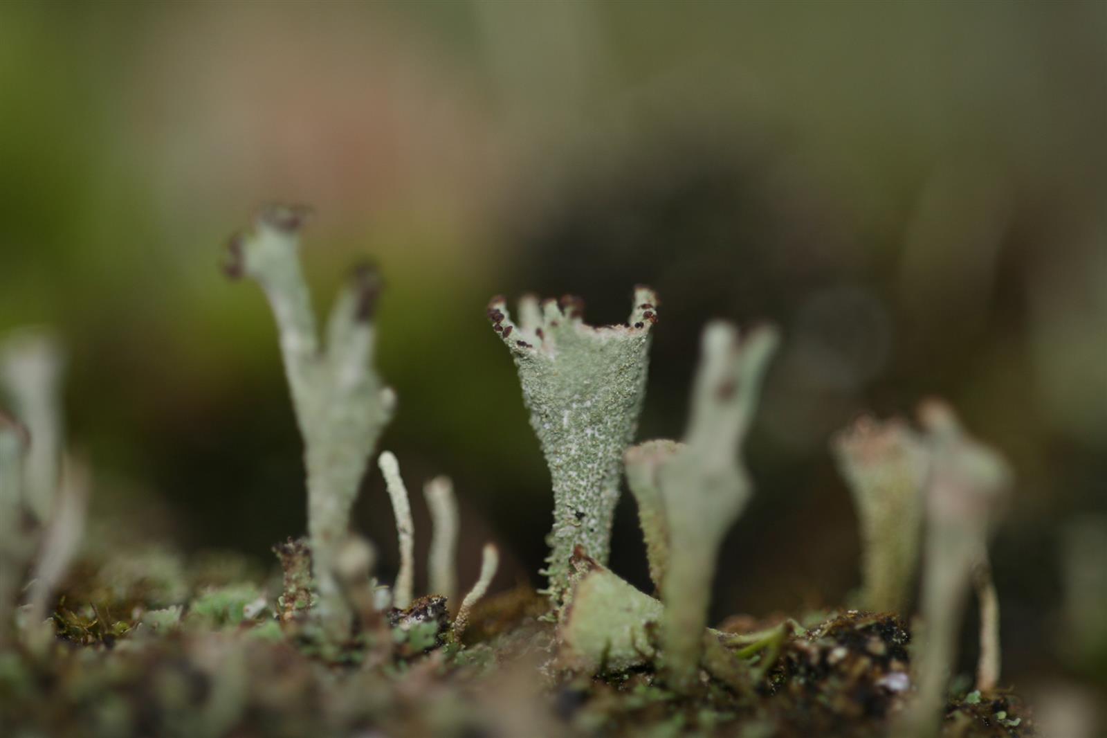 Formation Champignons