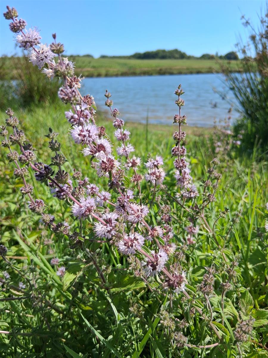 Balade à la découverte des plantes sauvages et ...