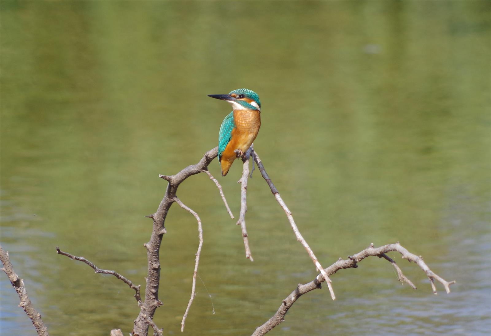 Eposition "Les oiseaux de nos zones humides"