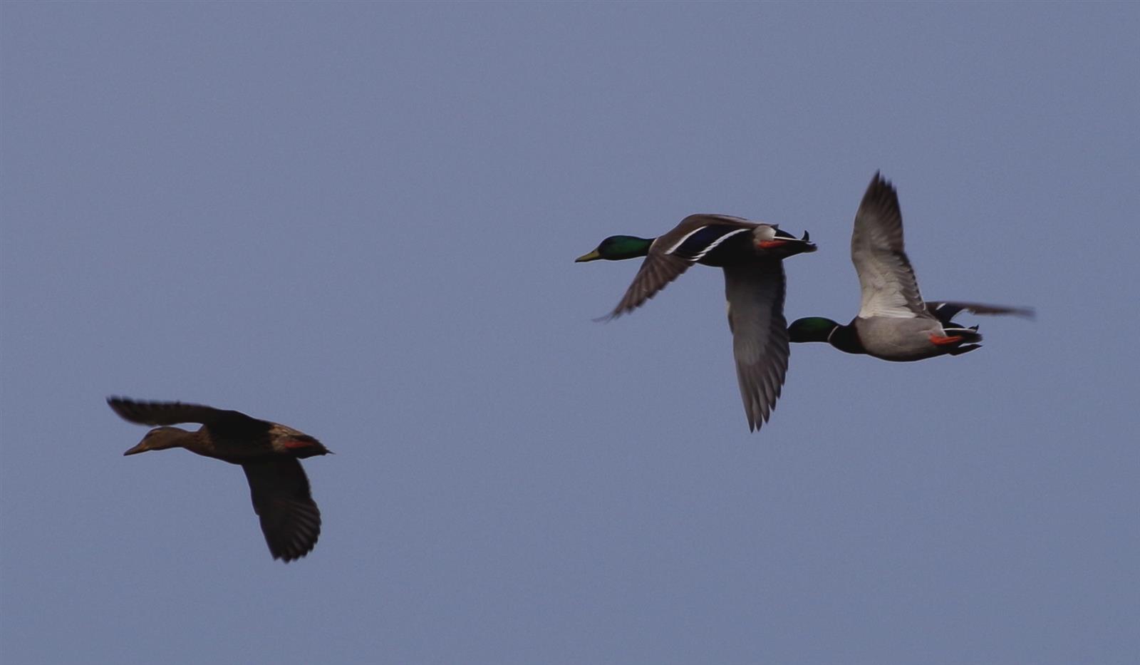 Sortie nature oiseaux - JMZH