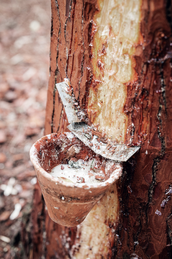 Démonstration de Gemmage