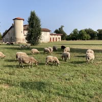 Animation printemps "Les moutons du Brassenx"