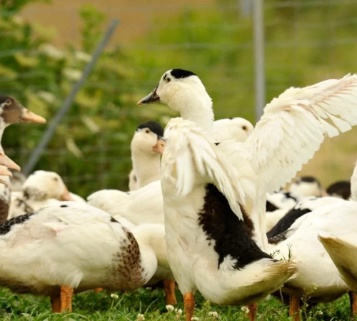 Démonstration de découpe de canard