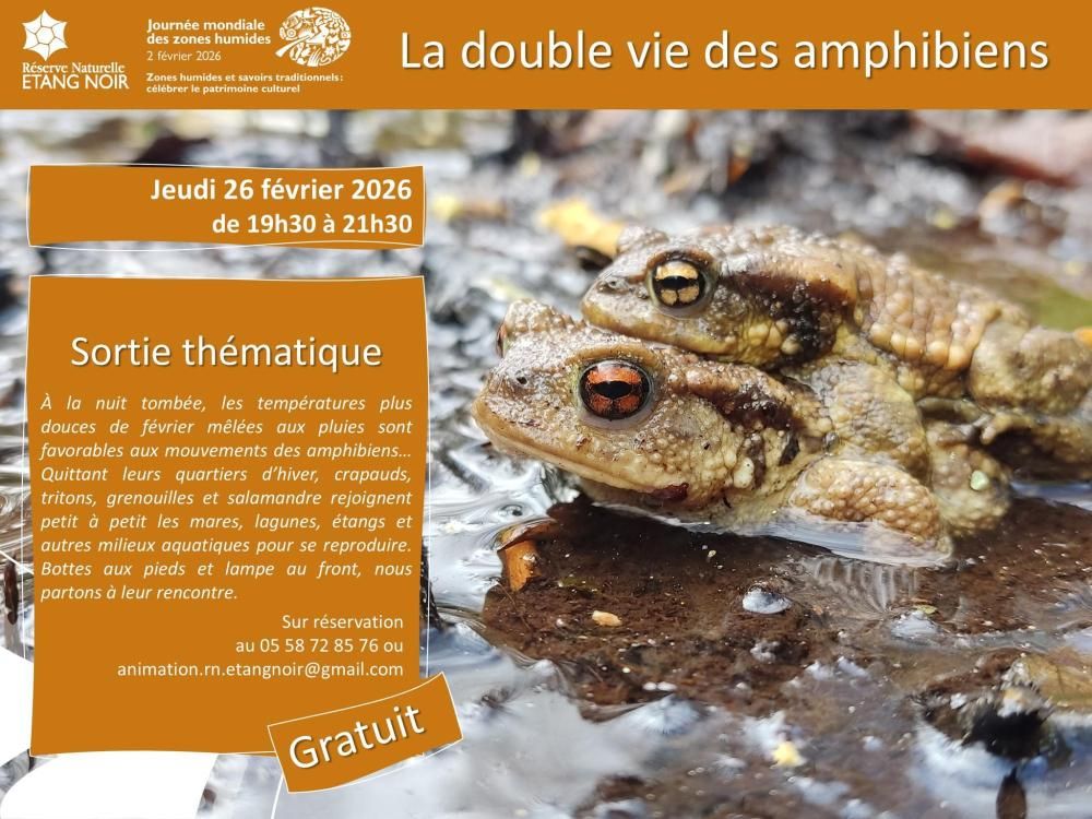 Sortie thématique : La double vie des amphibiens