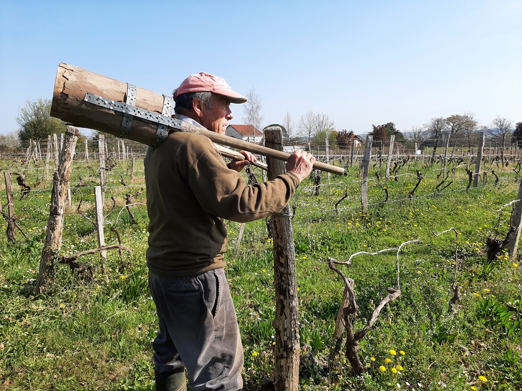 Découverte de la vigne et de ses outils d'antan