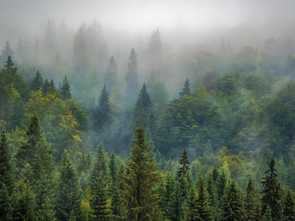 Lecture musicale, un cri dans la forêt