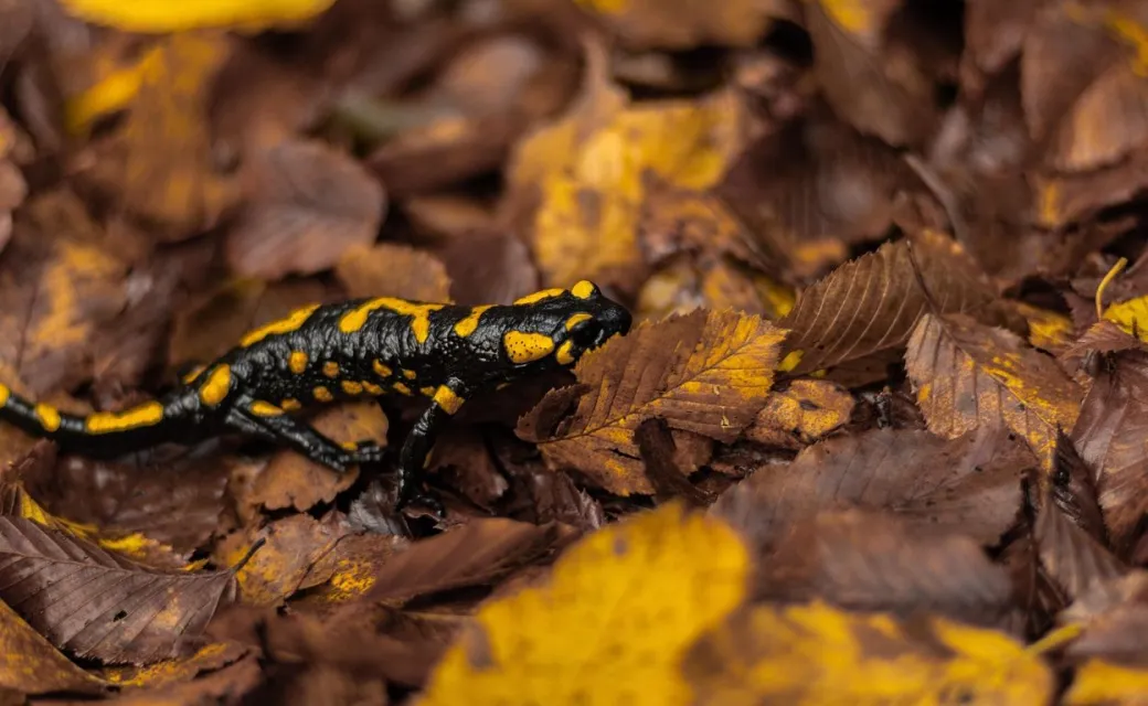 La nuit des salamandres - Crédit: Pixabay | CC BY-NC-ND 4.0