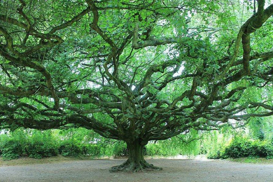 Arbres remarquables de France