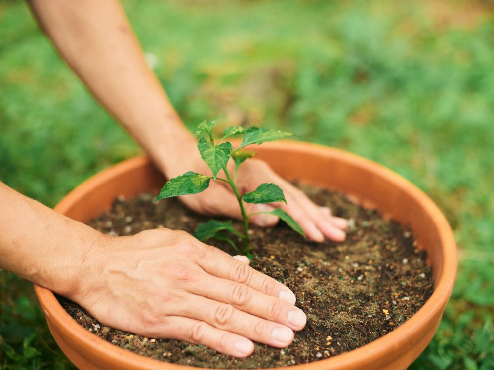 Troc de plants de légumes et fleurs