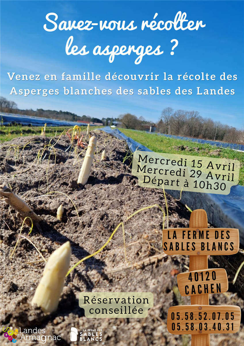 Savez-vous récolter les asperges ?