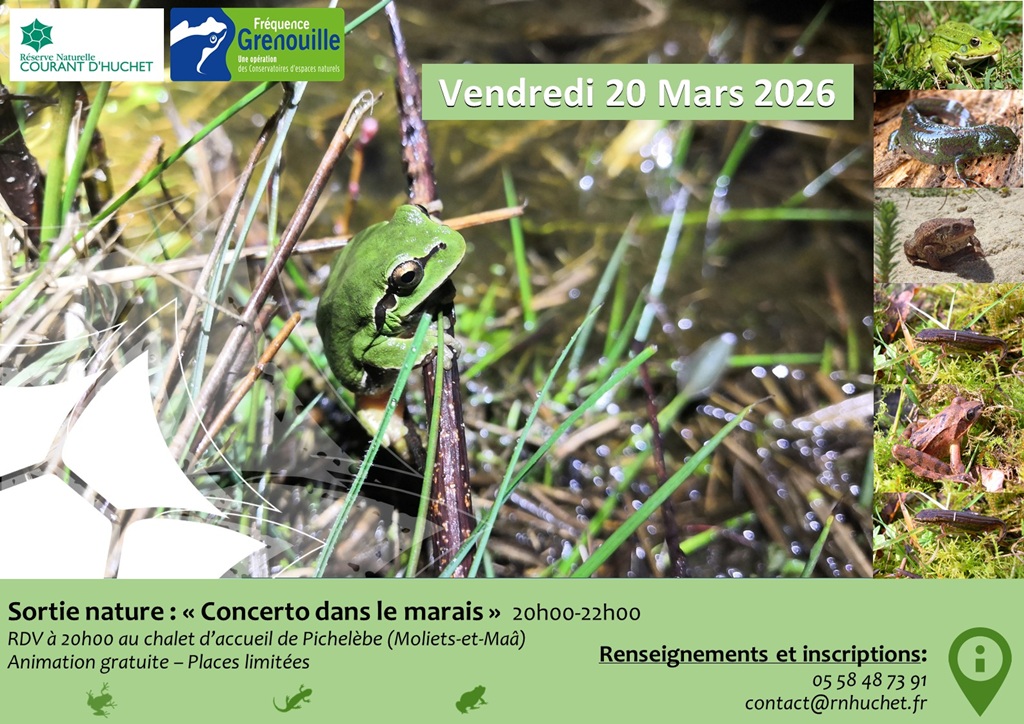 Sortie nature "concerto dans le marais"