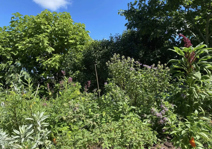 Les plantes au-delà du regard, la visite guidé ...