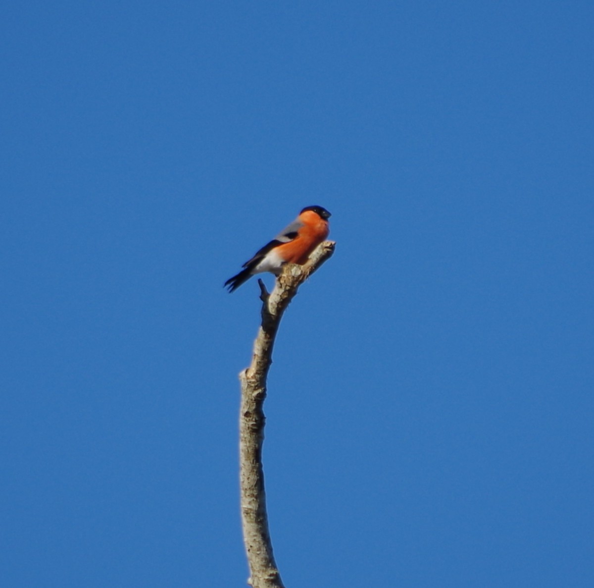 Balade nature oiseaux