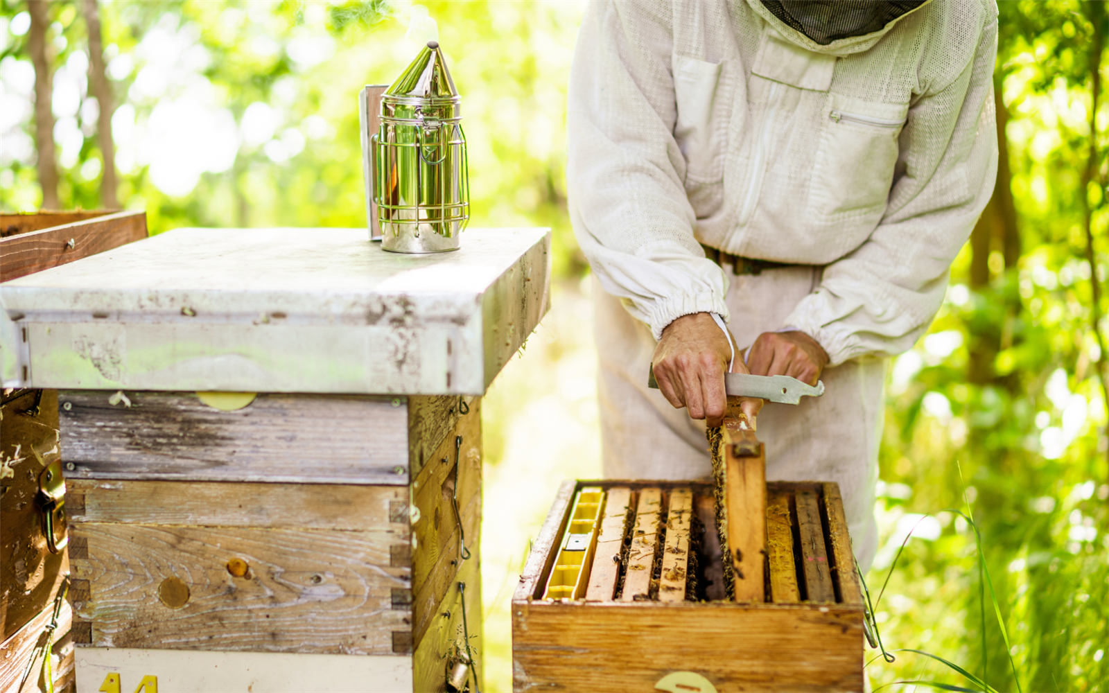 Découverte de l'apiculture et de l'abeille noi ...