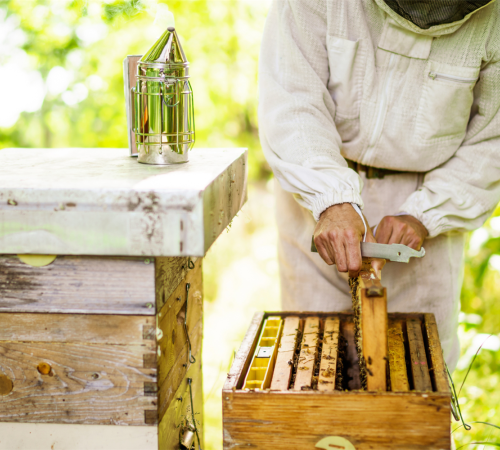 Découverte de l'apiculture et de l'abeille noire des Landes
