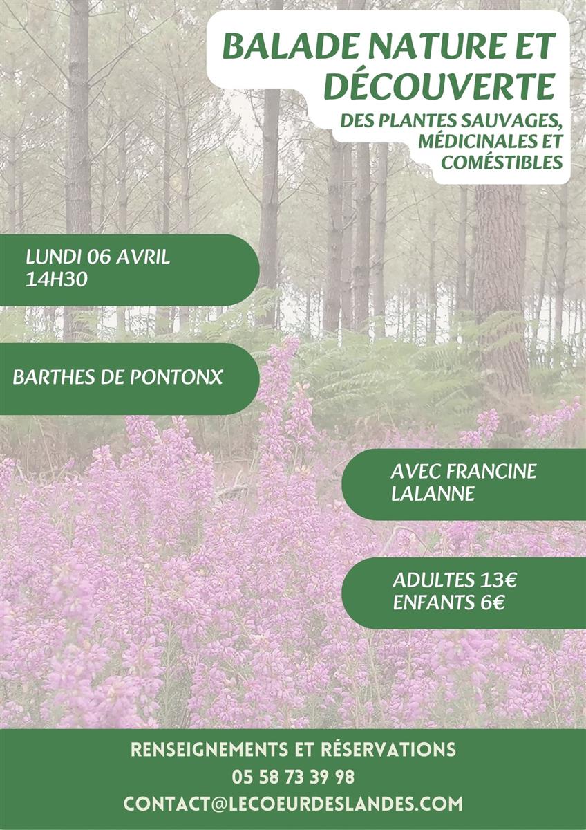 A la découverte des plantes sauvages, médicina ...