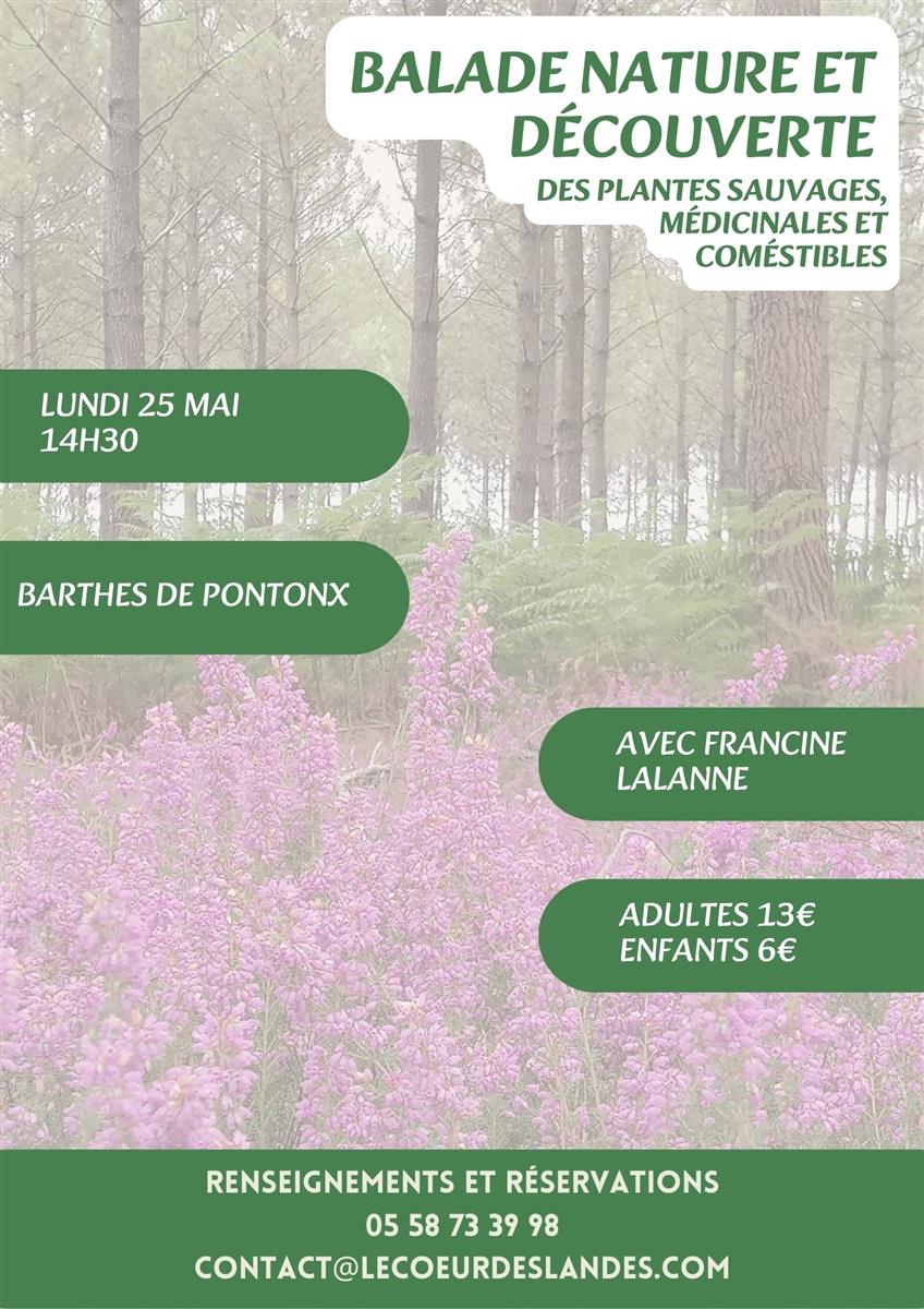 A la découverte des plantes sauvages, médicina ...