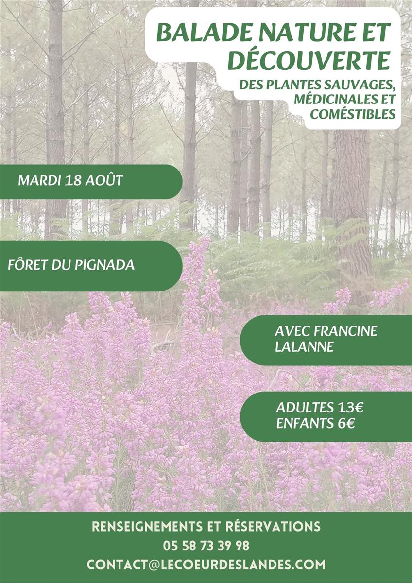 A la découverte des plantes sauvages, médicina ...