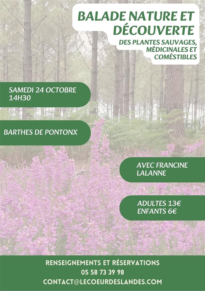 A la découverte des plantes sauvages, médicina ...