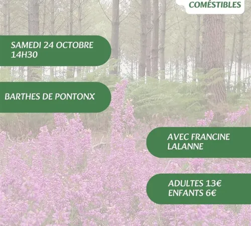 A la découverte des plantes sauvages, médicinales et comestibles avec Francine