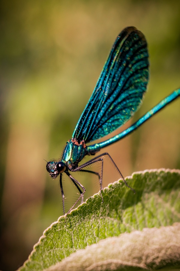 Atelier scientifique "les betes et plantes qui ...