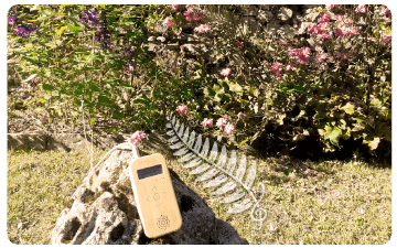 Initiation à la musique des plantes