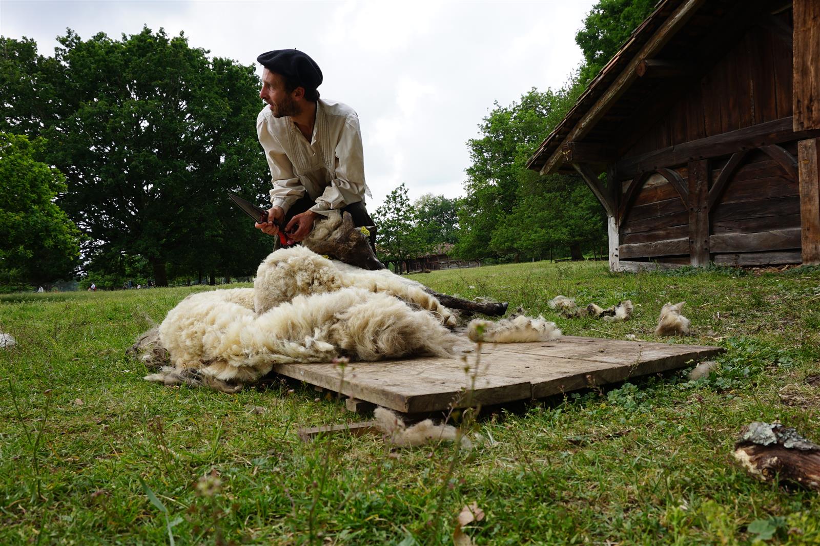 Tonte des moutons à Marquèze
