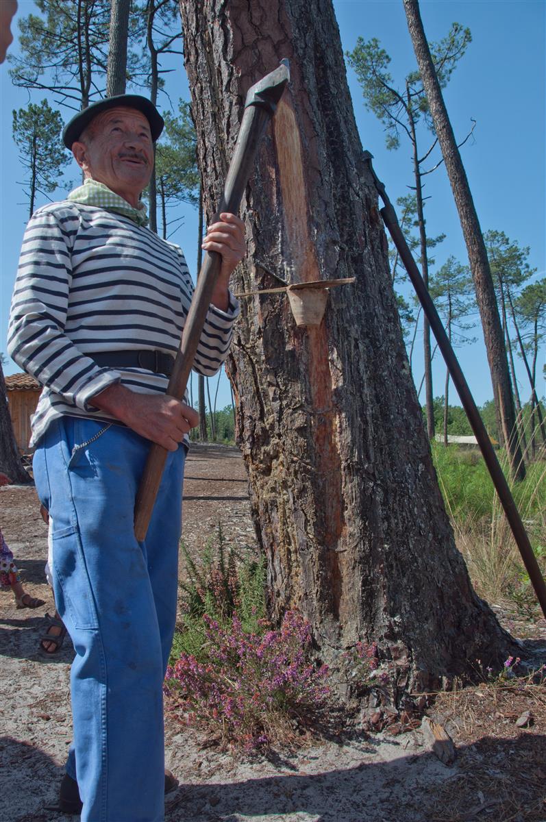 Les gemmeurs à l'honneur à Marquèze