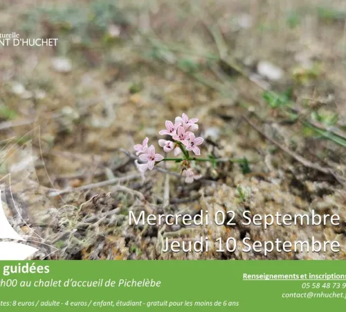 Partez à la découverte de la Réserve Naturelle du Courant d'Huchet
