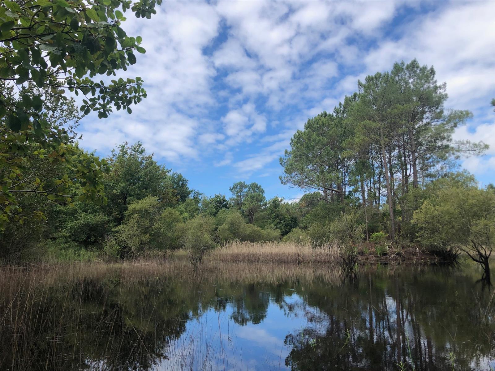 Balade nature : Printemps sur la lagune