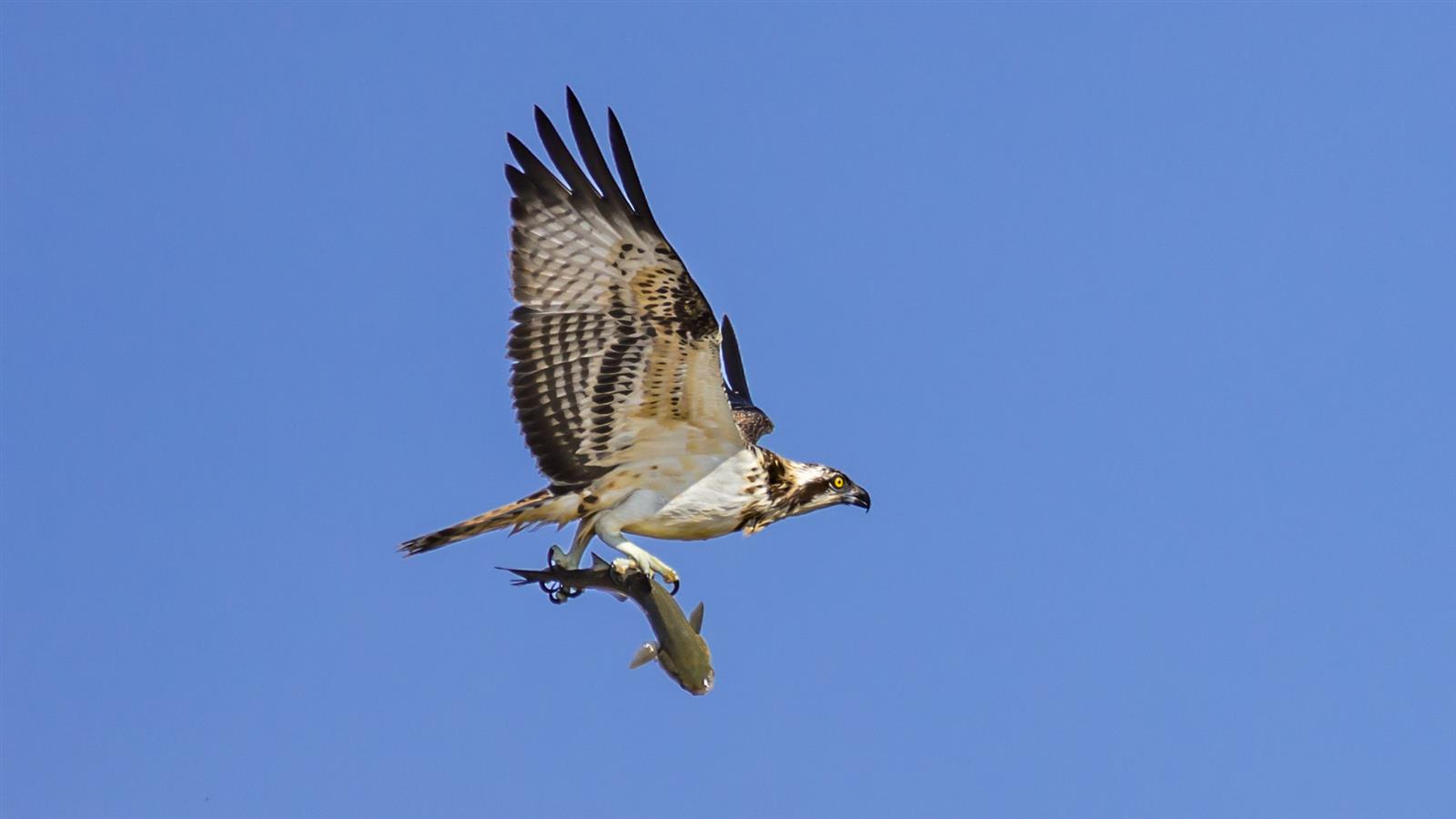 Balade nature : Symphonie des oiseaux