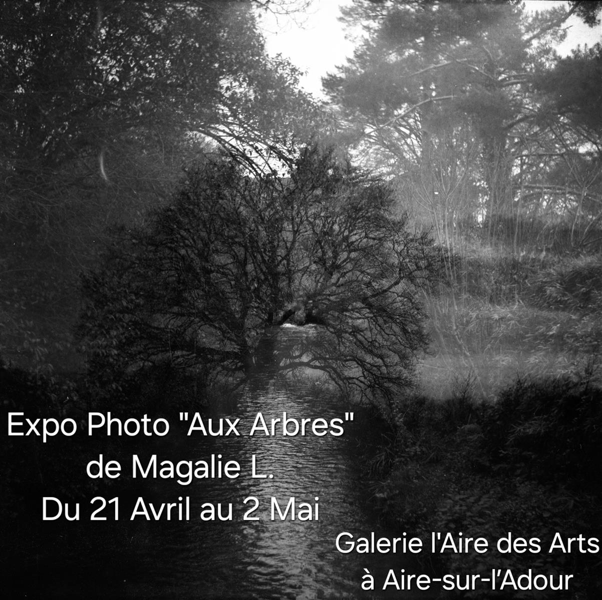 Expo photo "Aux arbres"