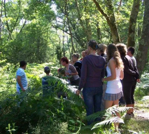 Promenade nature en forêt sur l'histoire et la gestion de la forêt Landaise