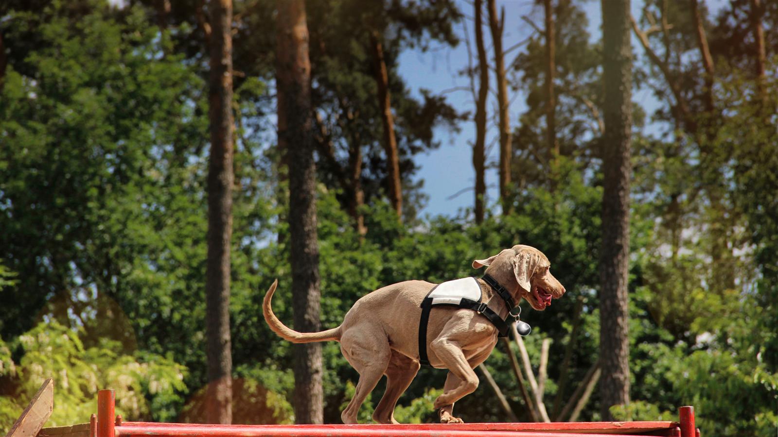 Concours de Chiens de Sauvetage