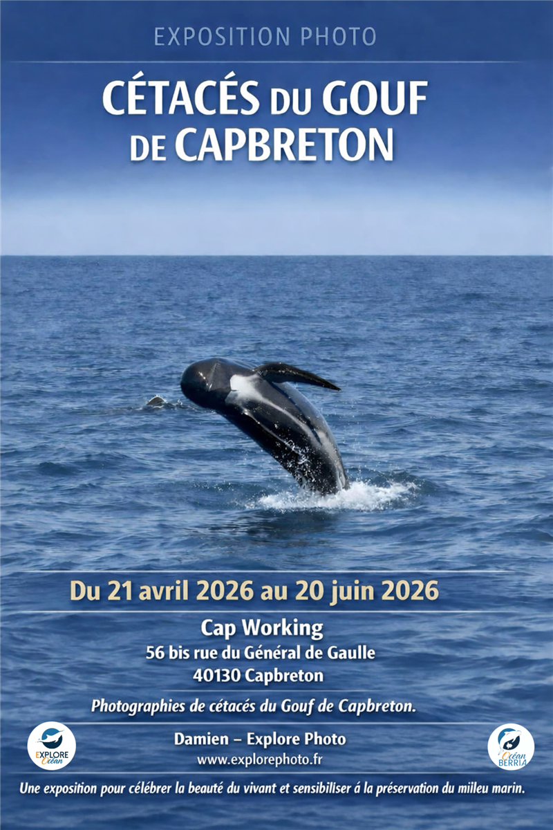 Cétacés du Gouf de Capbreton