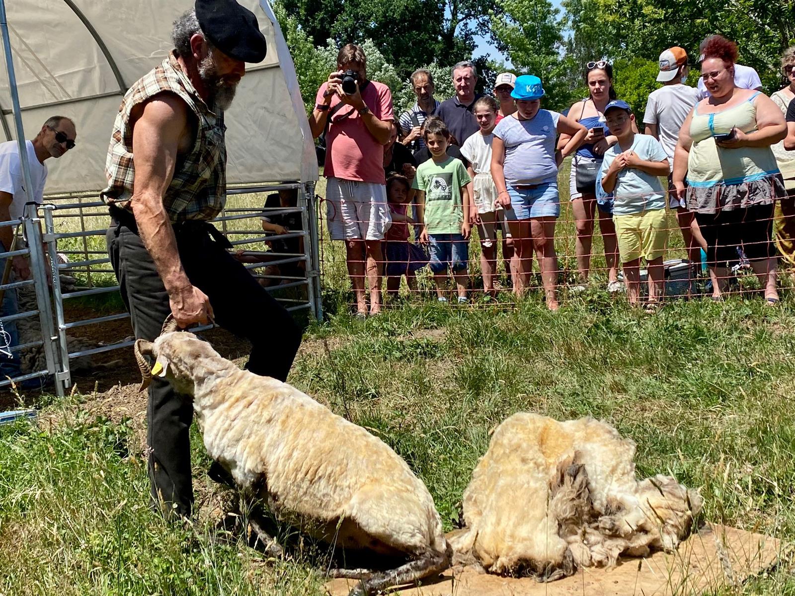 La tonte des moutons