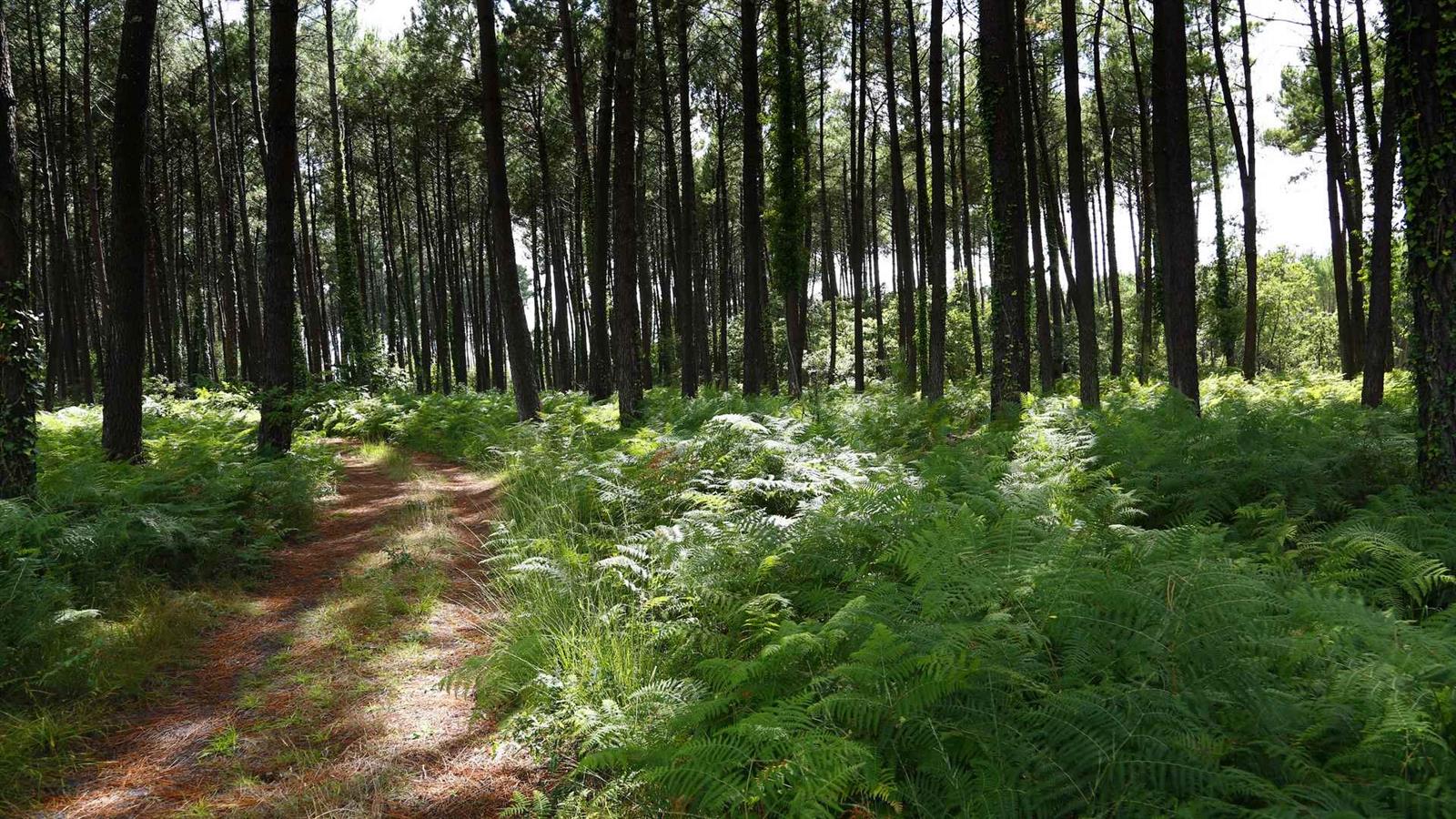 Balade à la découverte de la forêt