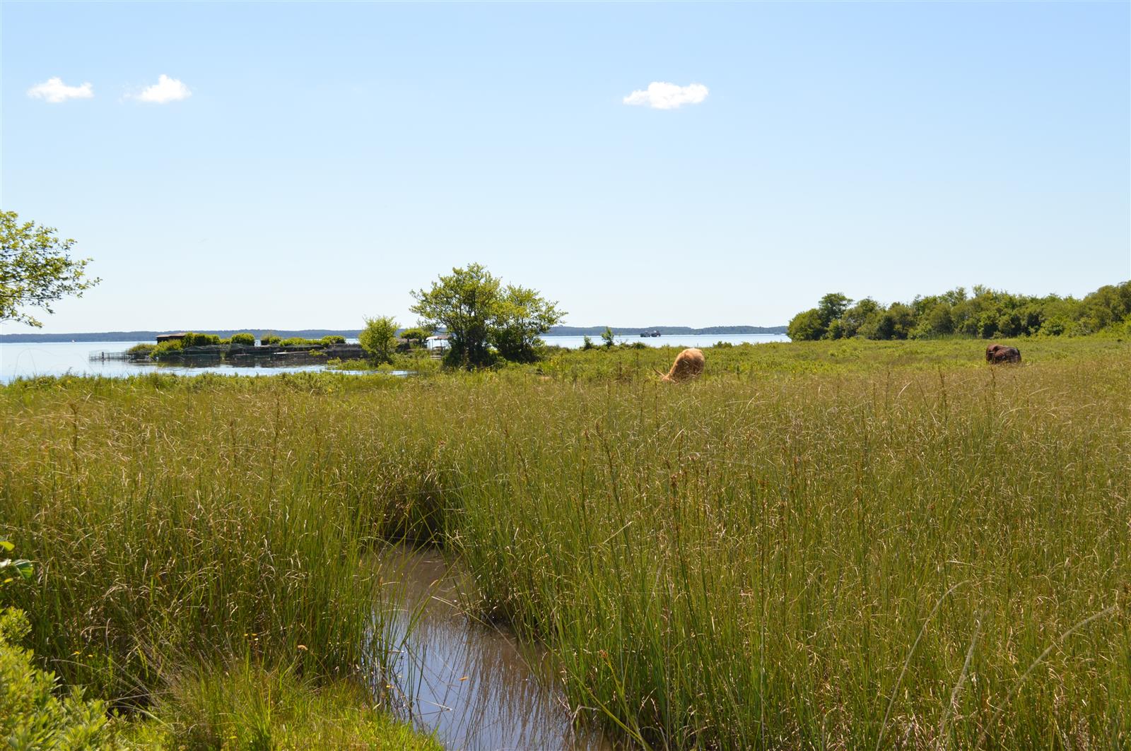 Découverte des prairies au bord du lac de Parentis