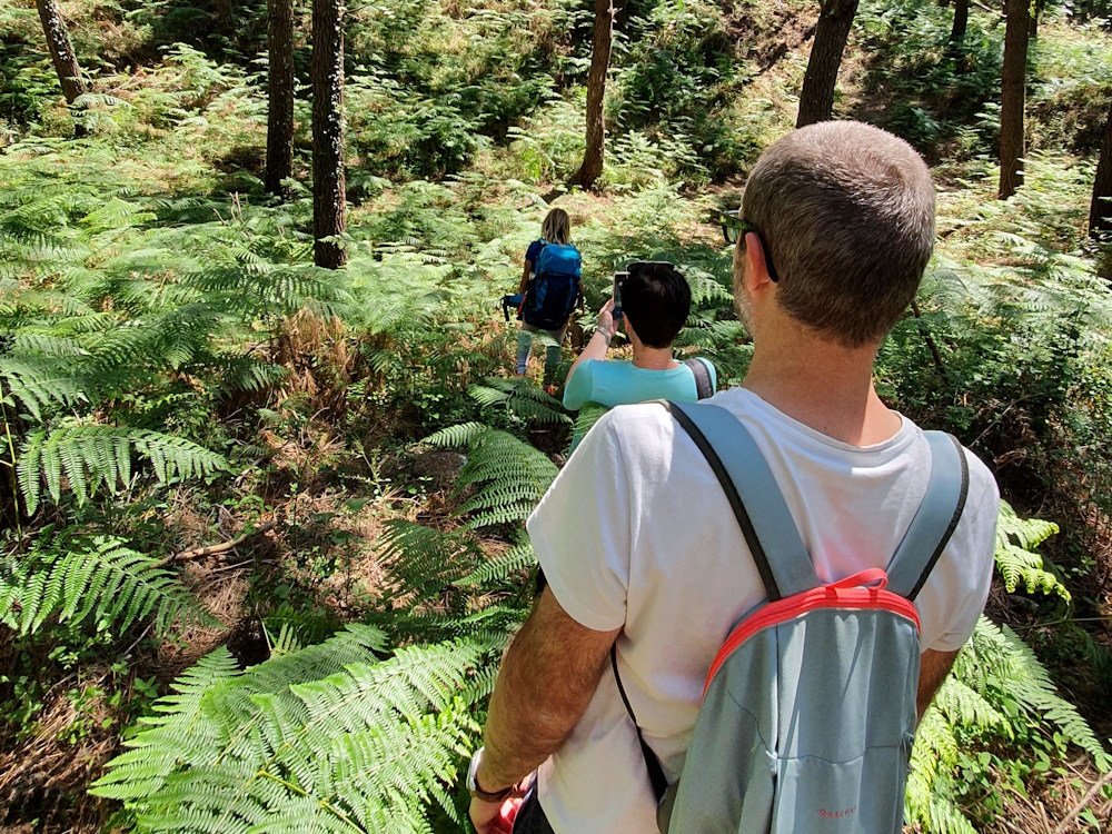 Bain de forêt