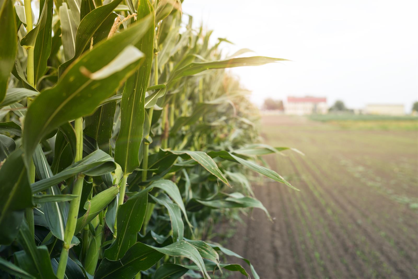 Bonduelle, une agriculture régénératrice