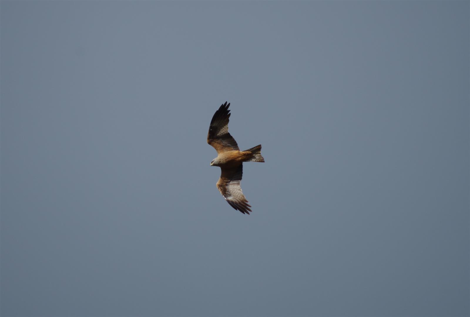 Balade nature oiseaux - Les oiseaux de l’été