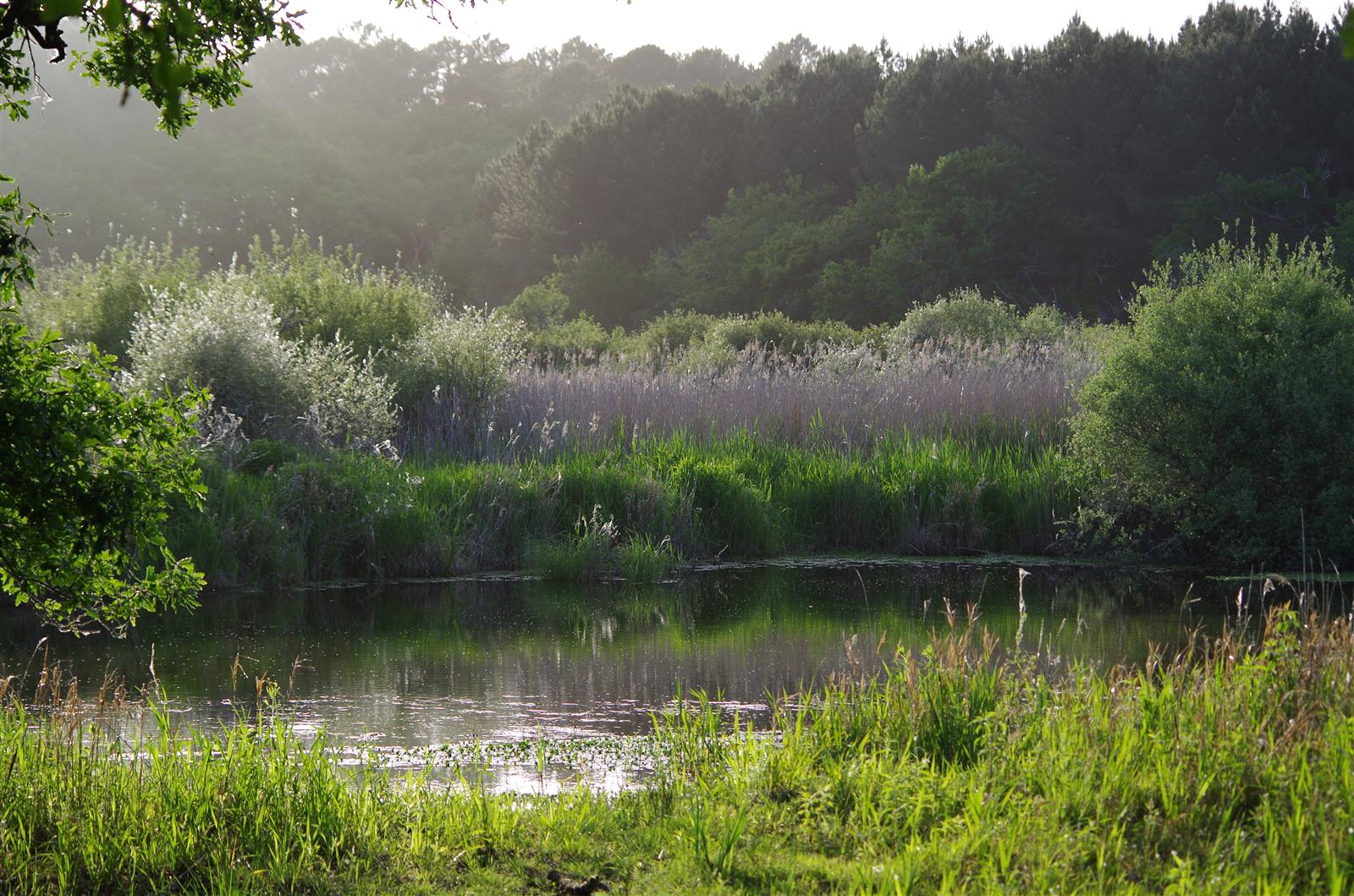 Balade nature - Entre lac et marais