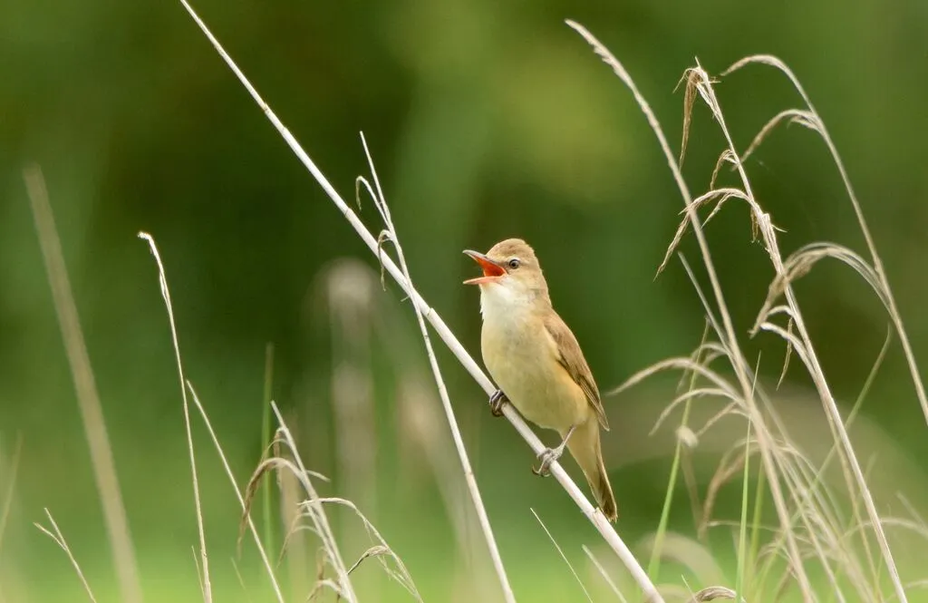 Les chants d'oiseaux ... - Crédit: Nature Landes Pays Basque | CC BY-NC-ND 4.0