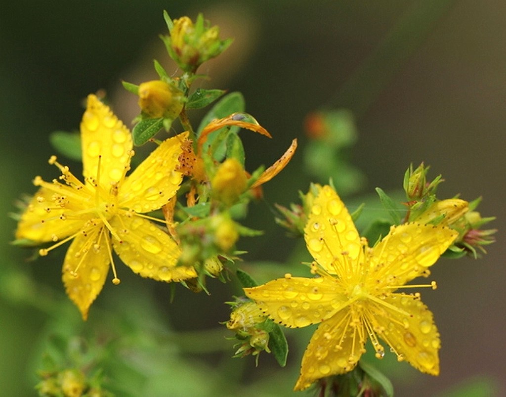 Atelier plantes sauvages